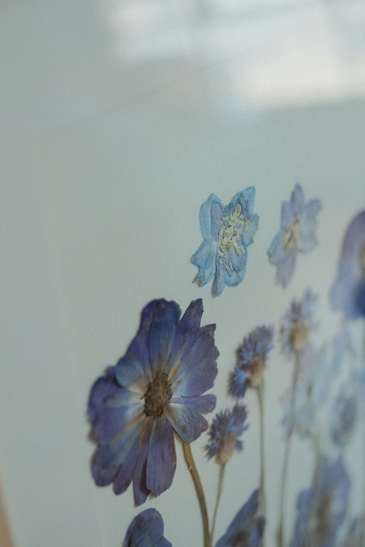 Melodía azul | flores prensadas enmarcadas en Mañío