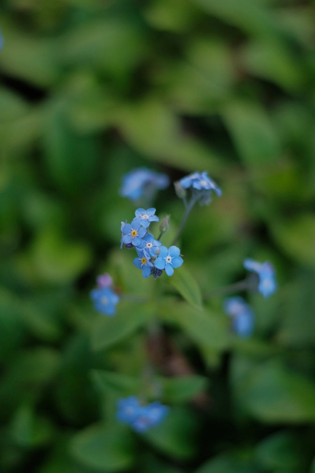 Flores naturalizadas del sur de Chile: las silvestres que quedan preciosas prensadas