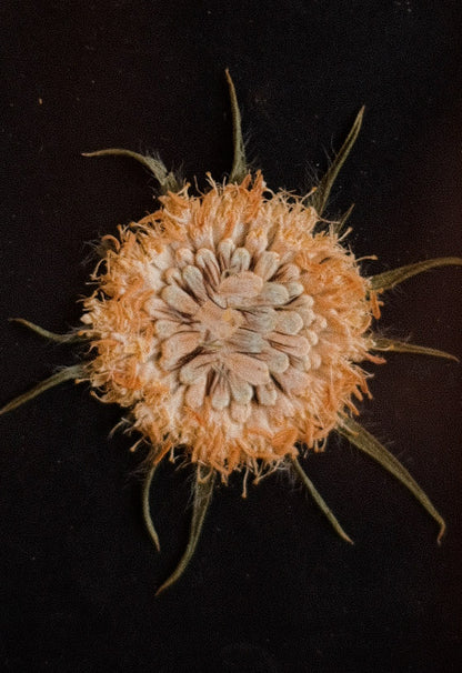 Obra VII. Huella - Escabiosa