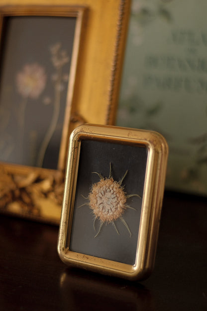 Obra VII. Huella - Escabiosa