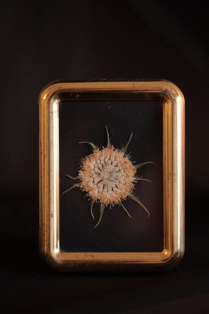 Obra VII. Huella - Escabiosa