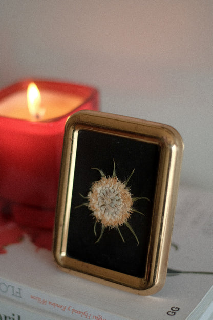 Obra VII. Huella - Escabiosa