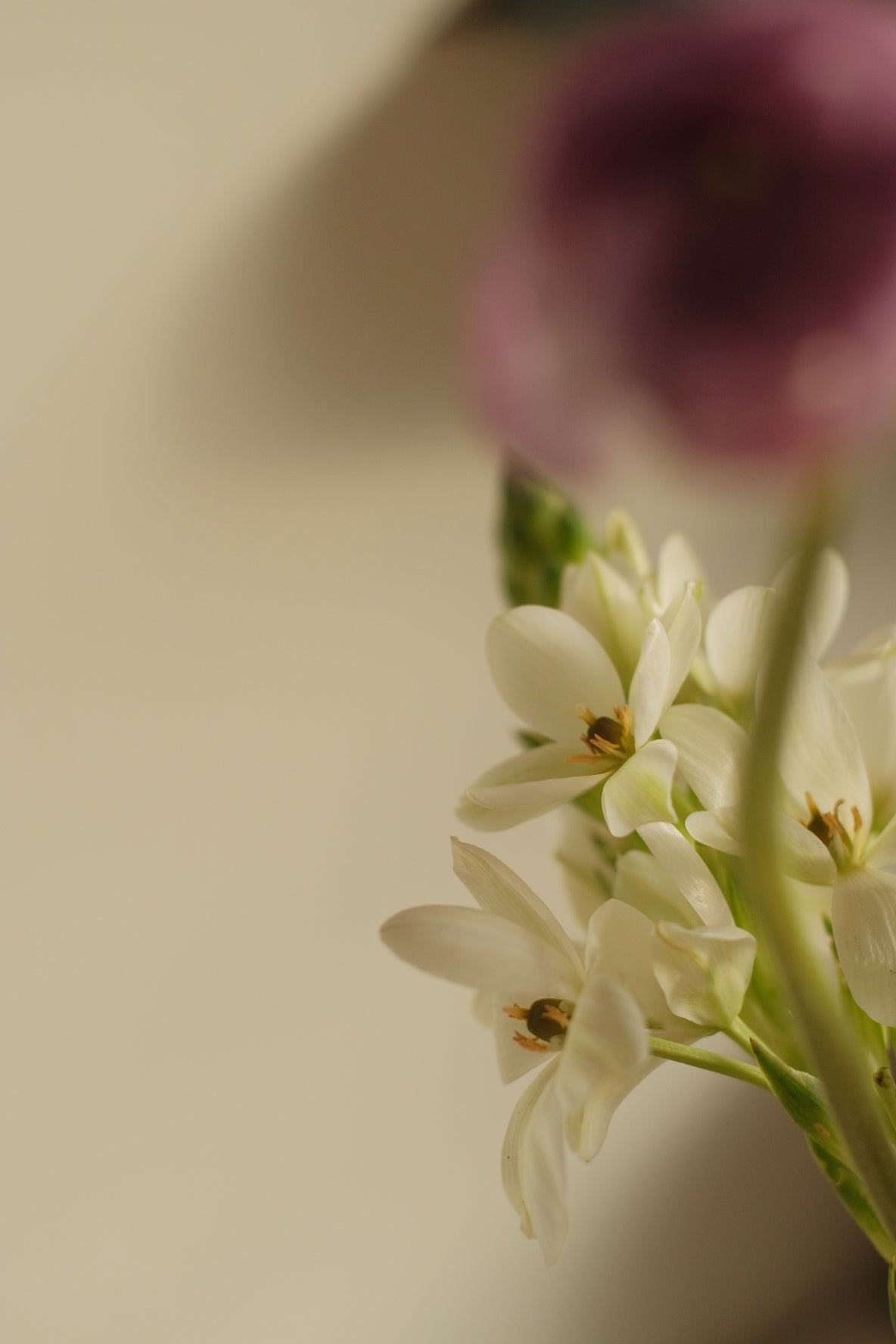 Florecer | aromatizador ambiental y textil (flores blancas y té verde)