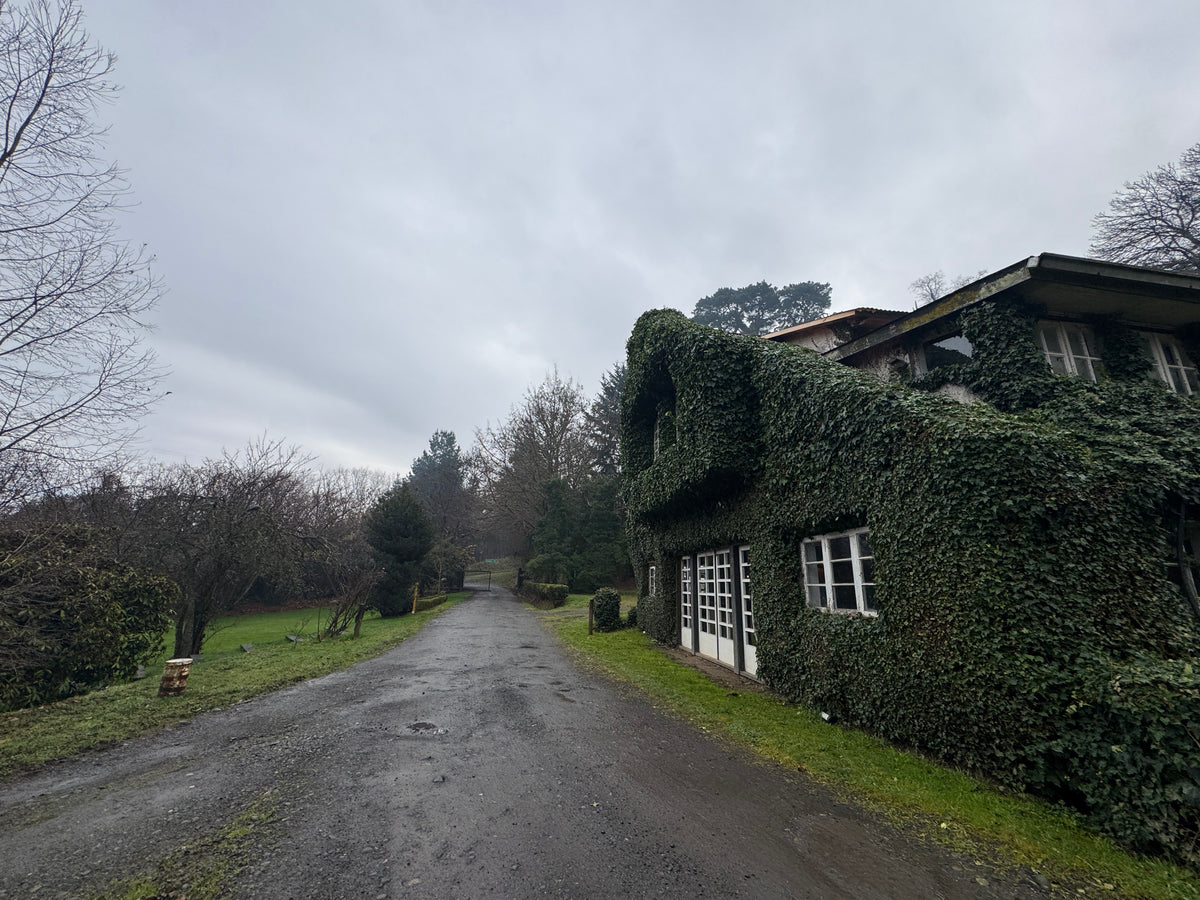 Taller presencial de prensado botánico |  10 de octubre, Osorno